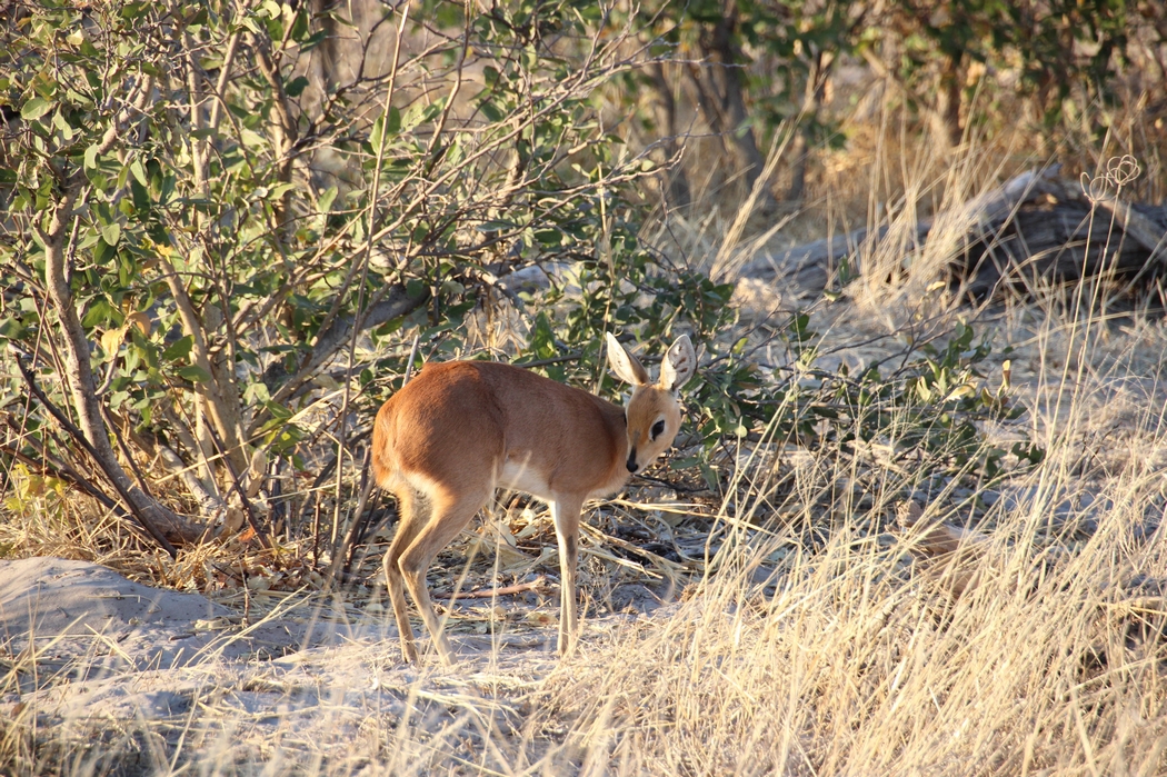 IMG_6859.JPG